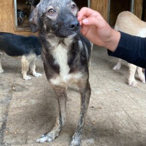 MELLON - rechtes Vorderbein verdreht, durchtrittig - auf Pflegestelle in PLZ 2 *vermittelt*