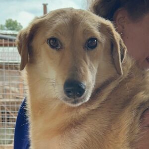 SENNA (♀) - auf PDR PS im PLZ Bezirk 34 - vermittelt