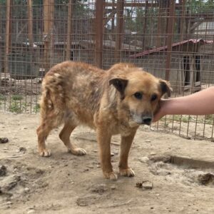 HEIDI - reserviert IH DR - RBB 09/2022