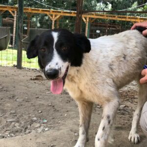 HANNI - reserviert Tierhilfe Lebenswert  DR (16.08.) - vermittelt