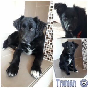 Truman in 74357 Bönnigheim *vermittelt*