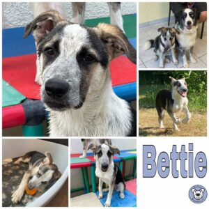 Bettie in 65558 Langenscheid - vermittelt