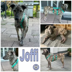 Joffi in 45481 Mülheim an d. Ruhr *vermittelt*