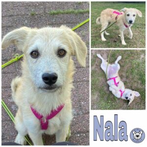 Nala in 16348 Wandlitz *vermittelt*