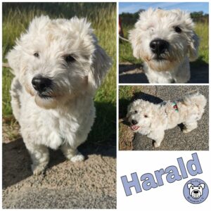 Harald in 18311Ribnitz Damgarten *vermittelt.*