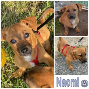 Naomi in 18311 Ribnitz Damgarten *vermittelt*