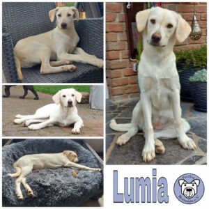 Lumia in 52146 Würselen *vermittelt*