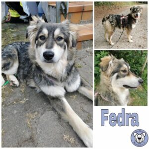Fedra in 63773 Goldbach *vermittelt*