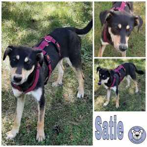 Satie in 56637 Plaidt *vermittelt*