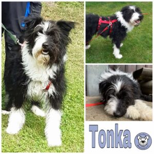 Tonka in 37539 Bad Grund im Harz *vermittelt*