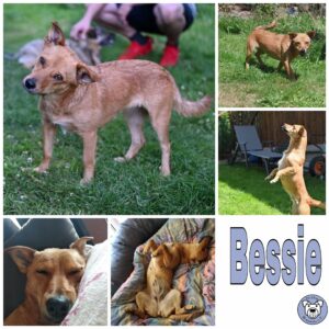 Bessie in 56242 Ellenhausen *vermittelt*