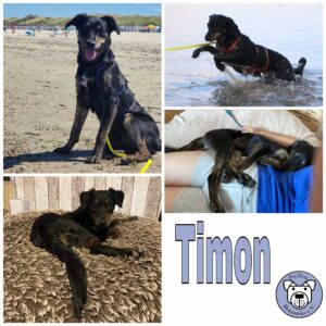 Timon in 50189 Elsdorf *vermittelt*