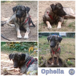 Ophelia in 79664 Wehr *vermittelt*