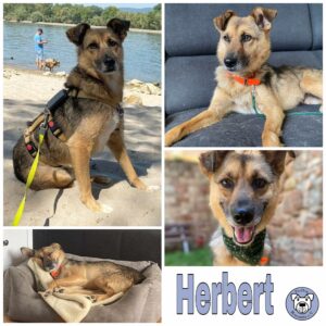 Herbert in 55568 Lauschied *vermittelt*