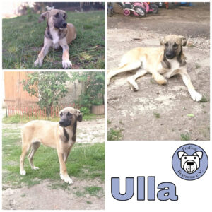 Ulla in 17209 Eldetal *vermittelt*