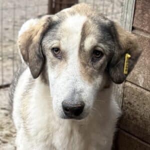 AMALIA (♀) - seit 2022 im Shelter