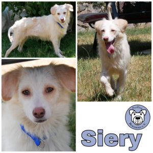 Siery in 21493 Möhnsen *vermittelt*