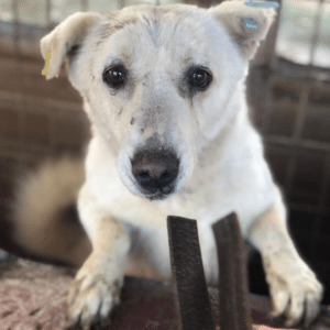 JONATHAN - auf PDR PS im PLZ Bezirk 33 *ausgereist*