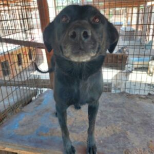 ÄNNE - reserviert Second Chance Dogs vermittelt