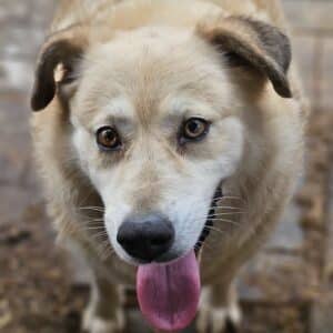 SAMBA (♀) - seit mindestens 2020 im Shelter