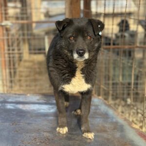 BINI (♀) - seit Anfang 2021 im Shelter