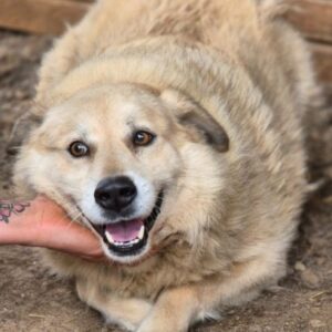 SAMBA (♀) - seit mindestens 2020 im Shelter