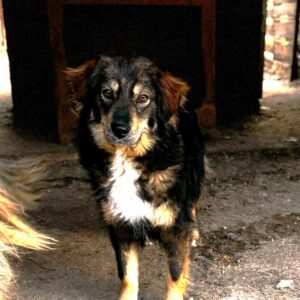 MIRELLA (♀) - auf PS im PLZ Bereich 21 - vermittelt