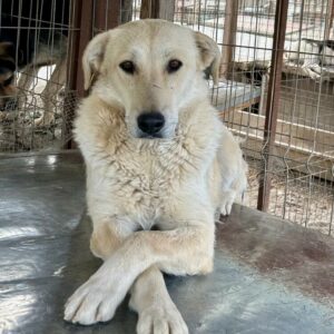 GODIVA (♀) - seit mind. 2020 im Shelter