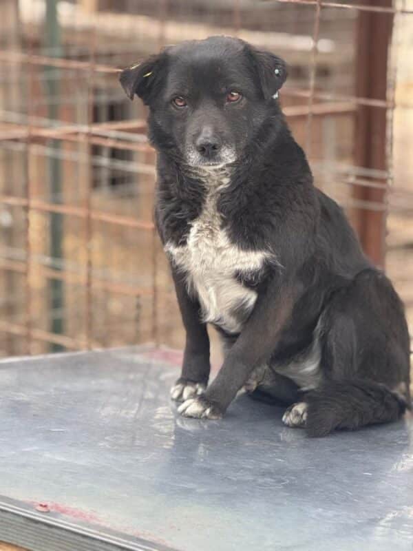 BINI (♀) - seit Anfang 2021 im Shelter – Bild 2