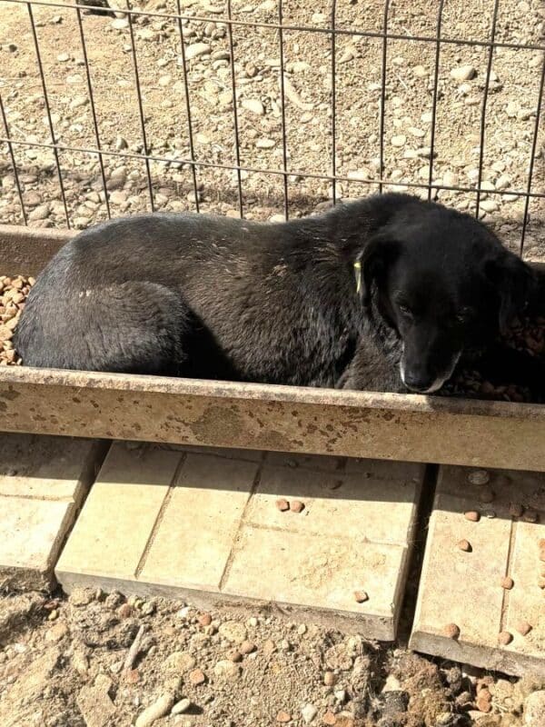 TRUDI (♀) – Bild 2