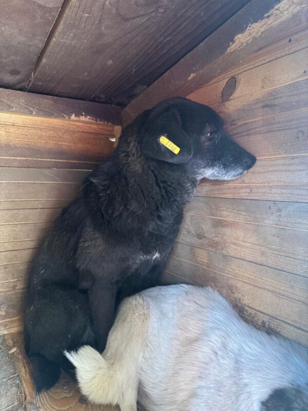TRUDI (♀) – Bild 3