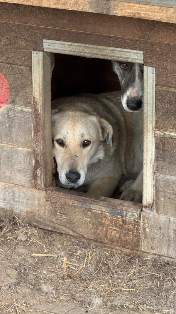 GODIVA (♀) - seit mind. 2020 im Shelter – Bild 2