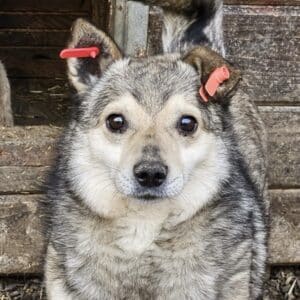 BEXTER (♂) - seit 2022 im Shelter