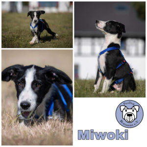 Miwoki in 57632 Ziegenhain *vermittelt*