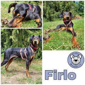 Firlo in 16559 Liebenwalde *vermittelt*