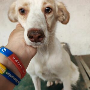 NEELIX - reserviert TST Rösrath vermittelt