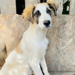 VEE - auf Pflegestelle in PLZ 1 *vermittelt*