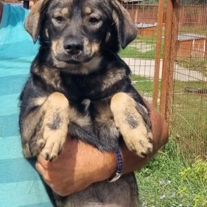 KIMYA - reserviert IH DR (02.10.) - vermittelt