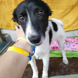 AMARENA - auf Pflegestelle in PLZ 5 ausgereist