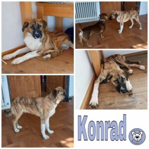 Konrad in 79736 Rickenbach *vermittelt*