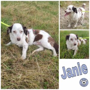 Janie in 58256 Enneptal *vermittelt*