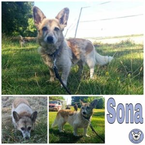 Sona in 99636 Ostramondra *vermittelt*