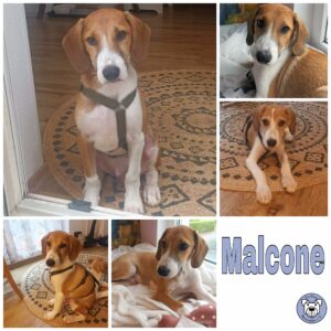 Malcone in 38640 Goslar *vermittelt*