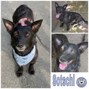 Sotschi in 18311 Ribnitz Damgarten *vermittelt*