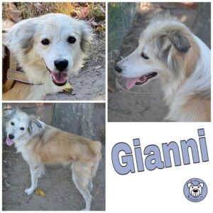 Gianni in 18311 Ribnitz Damgarten *vermittelt*