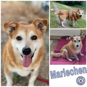 Mariechen in 18311 Ribnitz Damgarten *vermittelt*