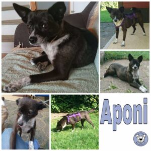 Aponi in 24811 Brekendorf  *vermittelt*