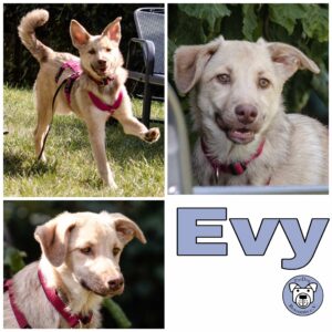 Evy in 21493 Möhnsen *vermittelt*