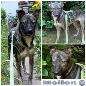 Mellon in 21521 Dassendorf *vermittelt*