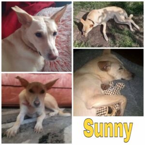 Sunny in 14662 Friesack *vermittelt*